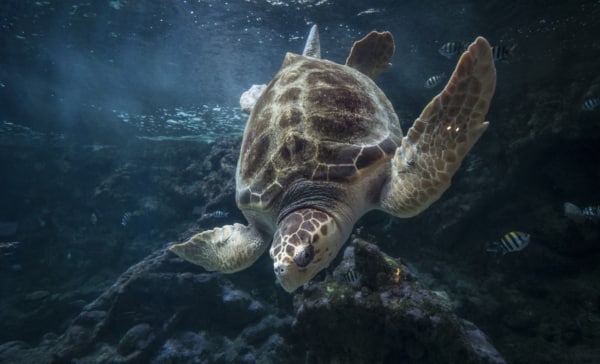 océanopolis tortue
